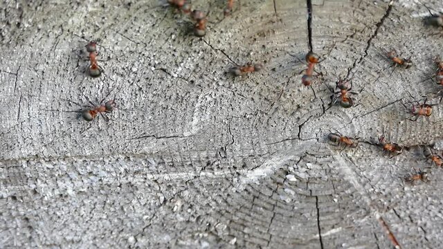 Garden ants communicate and fight on an old tree stump, closeup video