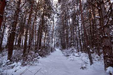 Winter trees in mountains covered with fresh snow. Beautiful landscape with branches of trees covered in snow. Mountain road in Caucasus. Azerbaijan