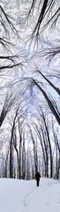 Fototapeta na wymiar Panorama of winter forest with trees covered snow. long trunk with tree canopy in beautiful winter forest under snow. vertical panorama photo