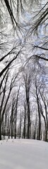 Fototapeta na wymiar Panorama of winter forest with trees covered snow. long trunk with tree canopy in beautiful winter forest under snow. vertical panorama photo