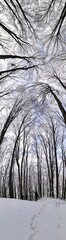 Panorama of winter forest with trees covered snow. long trunk with tree canopy in beautiful winter forest under snow. vertical panorama photo