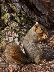 Naklejka na ściany i meble Brown squirrel biting a nut beside a tree