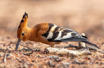 African Hoopoe in the Kgalagadi