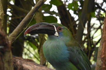 Aulacorhynchus prasinus, tucaneta esmeralda parada sobre un arbol descansando en el dia 
