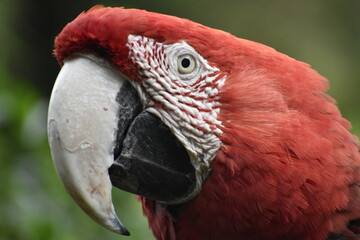 Ara macao, guacamaya bandera en habitad natural