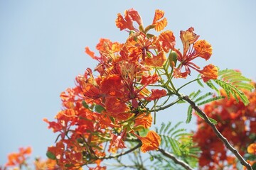 peacock flower in nature garden Thailand