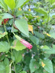 Bud shoe flower in nature garden