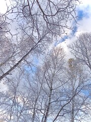 雪と白樺と空