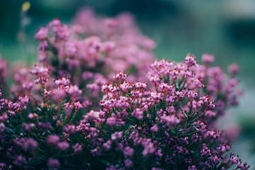 Obraz premium flowers in the garden