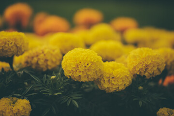 close up of yellow flowers