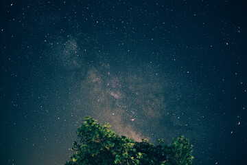 milkyway and tree