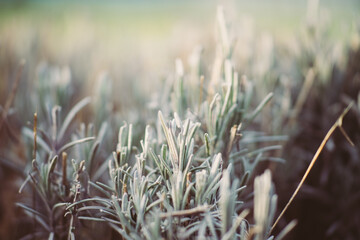 grass in the wind