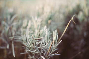 frost on grass