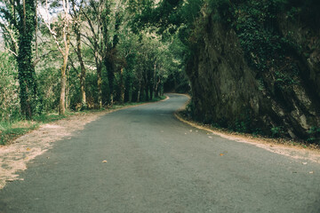 Obraz premium road through the woods