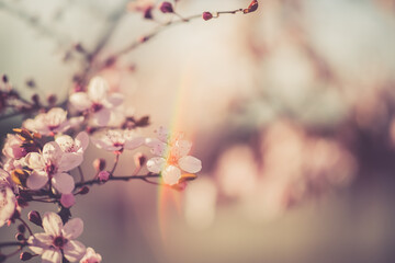 blossoms