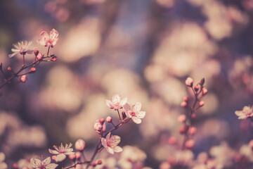 blossom in spring