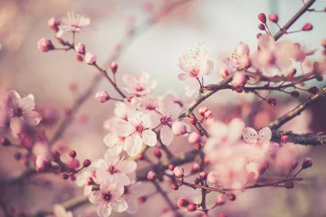 Fotobehang pink cherry blossom © Aperture Vintage