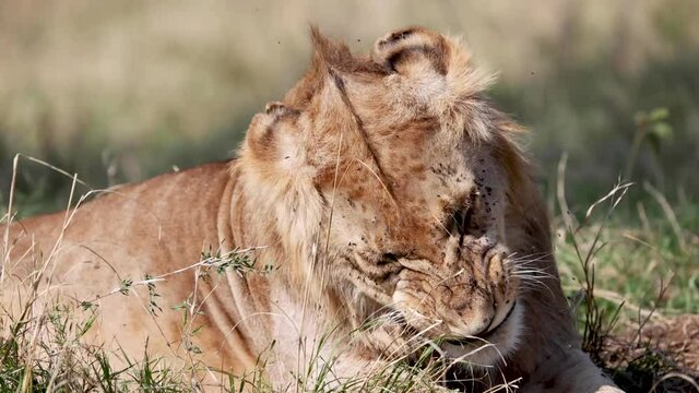 Young male lion with mane growing in and face covered in flies shakes his head in slow motion as insects fly off