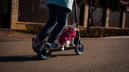 A woman rides an electric scooter in a cottage village with a dog Jack Russell Terrier. 