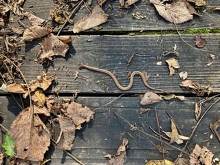 northern brown snake in autumn
