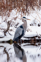 "Blue Heron On Ice"