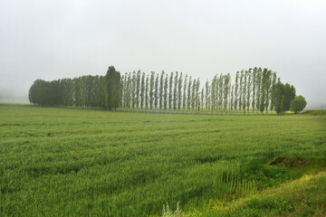 Obraz premium Forest and way, Sivas, Turkey.