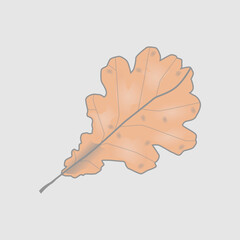 leaf of autumn (color)