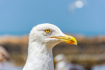 Portrait of a seagull in the beach of Essaouira, Morocco