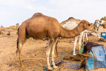 Camels eating hay in the camp of Sahara Desert, Merzouga, Morocco