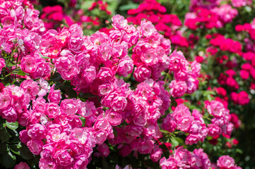 ピンクの薔薇