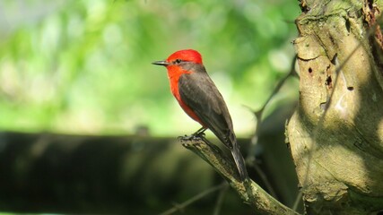 robin on a branch