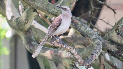 bird on a branch