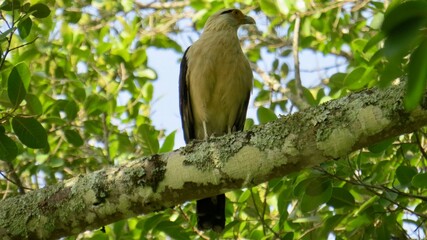 bird on a branch