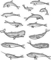 Whales, dolphins, narwhal and sperm whales vector sketches set, isolated hand drawn sea animals. Underwater monsters swimming and jumping in water, toothed whale and bottlenose dolphin engravings - obrazy, fototapety, plakaty