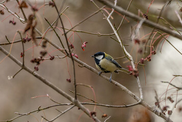 野鳥　シジュウカラ