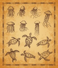 Vintage map elements, jellyfish and sea turtle sketches. Vector water animals of deep sea, hand drawn underwater reptiles and sea jellies on grunge parchment paper, pirate treasure map, marine travel