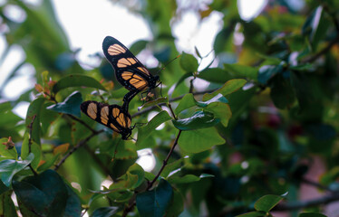 Borboleta - butterfly