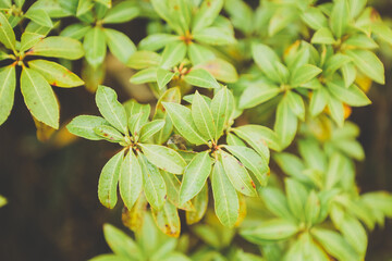 おしゃれな植物