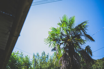 空とシュロの木