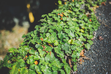 路上に生える植物