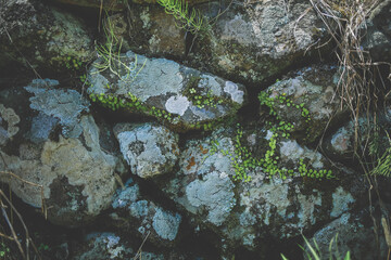 味わいある石垣やマメヅタ