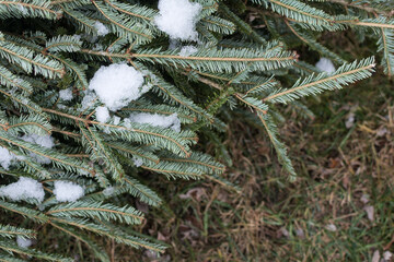 Christmas tree at the curb after the holidays; snow and ice stuck to the branches as it waits for...