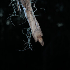 Severed vine