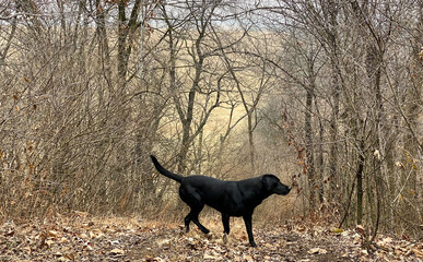 Hunting Dog playing outdoors
