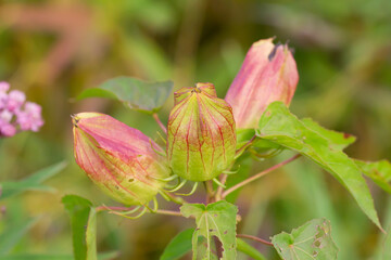 Iowa Pollinator Prairie at Nahant Marsh in Davenport, IA