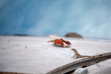 lizard on car