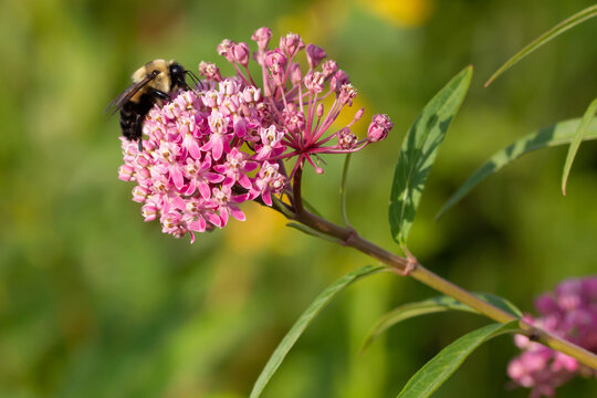 Iowa Pollinator Prairie At Nahant Marsh In Davenport, IA