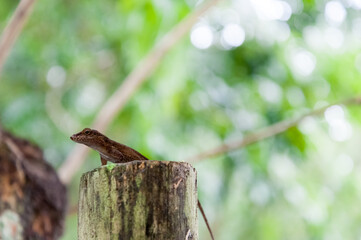 lizard on a tree