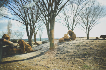 ライオンの群れ