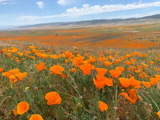 Poppy field